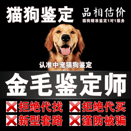 金毛宠物鉴定师咨询狗狗猫咪品种品相鉴定估价布偶金渐层柴犬鉴定