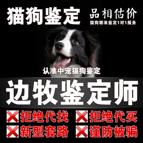 边牧宠物鉴定师咨询狗狗品种品相鉴定估价金边鉴定陨石色边牧鉴定