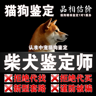 柴犬鉴定师柴犬估价柴犬挑选豆柴鉴定柴犬品相鉴定估价狗品种鉴定