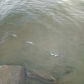 铭钓堂夜光虾仿生鱼皮串钩钓组路亚饵翘嘴白条红梢橡皮仿假饵鱼饵