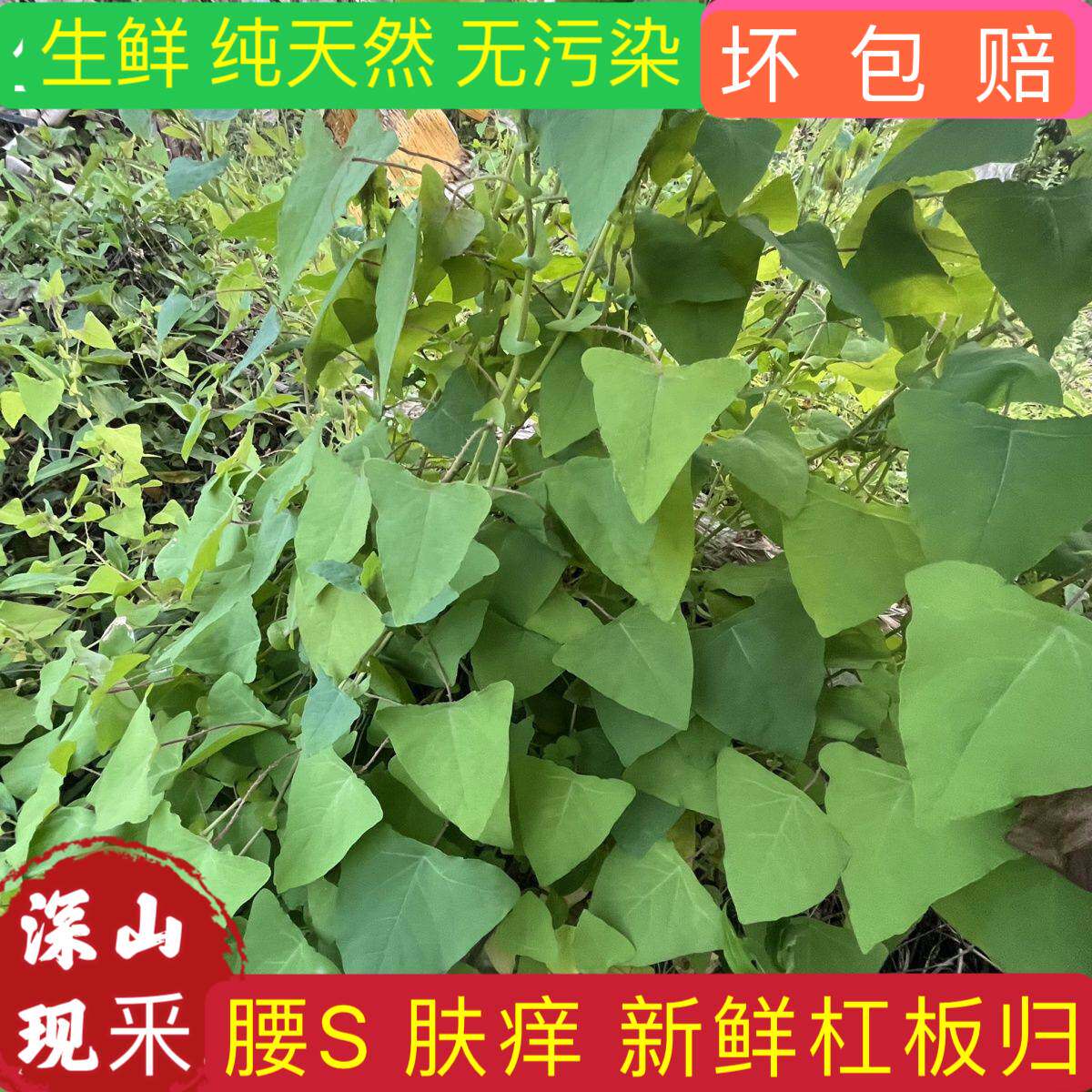 新鲜杠板归 蛇倒退 河白草犁头刺中草药材带状腰蛇泡皮肤湿痒洗澡