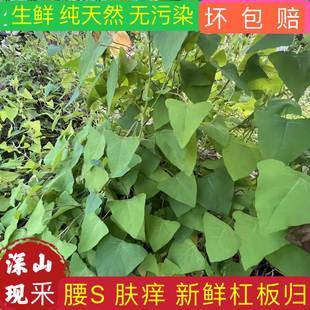 新鲜杠板归 蛇倒退 河白草犁头刺中草药材带状腰蛇泡皮肤湿痒洗澡