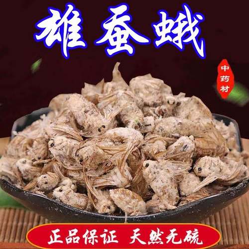 中药材500克雄蚕蛾纯公蝉俄晚娥魏蚕峨未交雄蛾男性雄蚕蛾粉食品