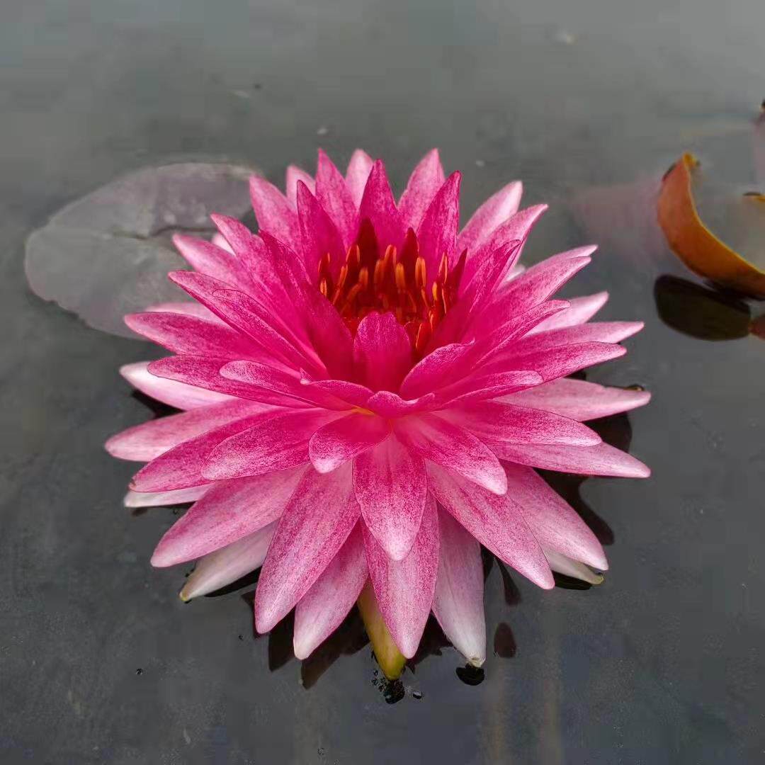 院马哈颂巴耐寒睡莲苗粉色大花瓣睡jxg莲多水生植物室外庭盆栽