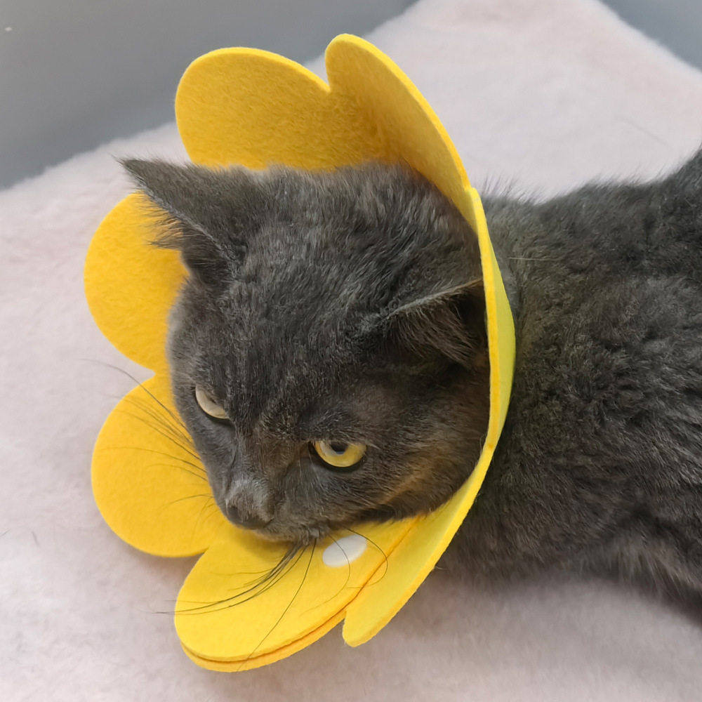 跨境伊丽莎白圈猫咪项圈毛毡头套术后恢复防舔可调节项链防护小猫,宠物/宠物食品及用品,项圈/肩带,淘宝优惠券,粉丝福利购,淘宝优惠卷