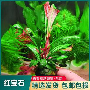 红宝石极乐鸟水草红色椒草稀有水草鱼缸沉木造景中后景水下叶植物
