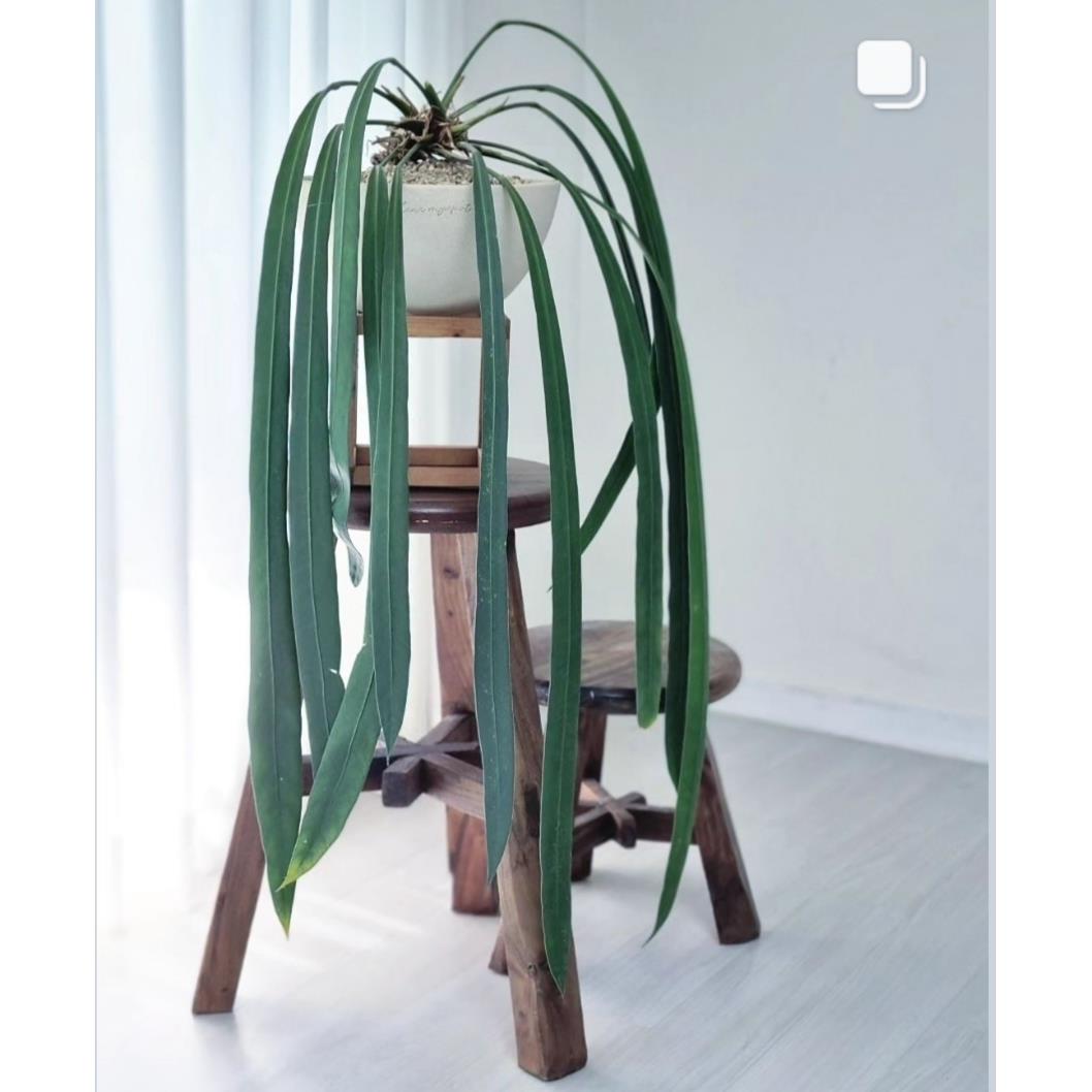 银脉丝绸维塔领带花烛海芋蔓绿绒 室内垂吊悬挂绿植盆栽观叶植物