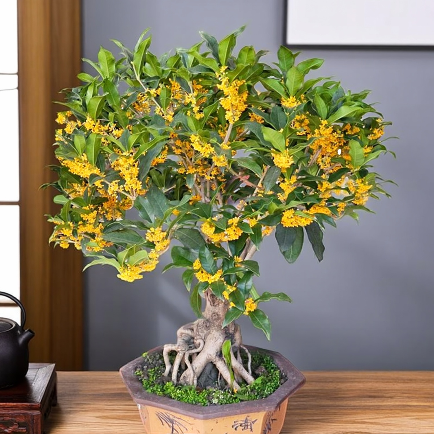 四季红桂花树苗盆栽花草嫁接老桩金丹桂天香台阁佛顶珠老月桂阳台