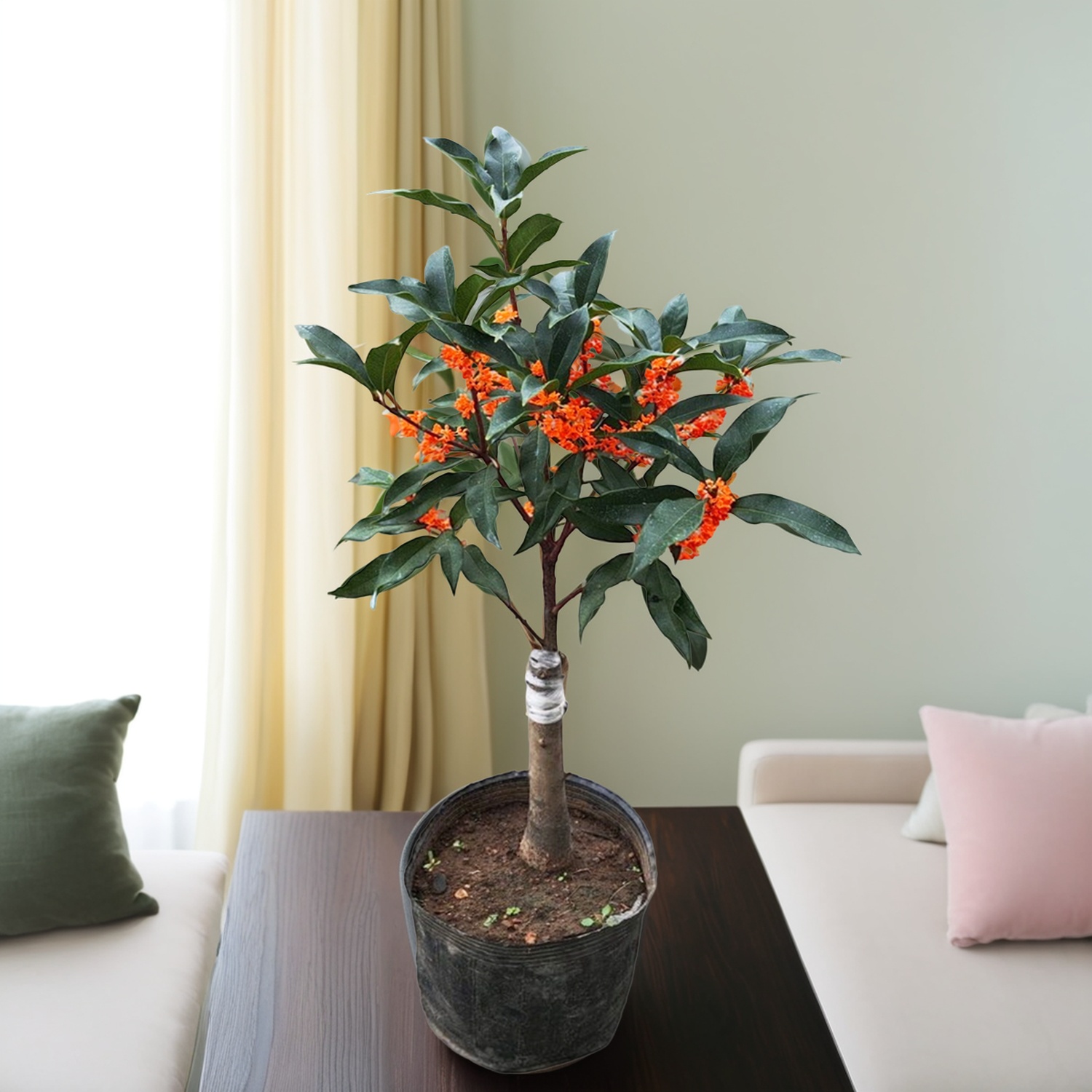 金桂桂花树苗盆栽四季大树黄金红色嫁接大型桂花高杆耐寒盆景丹桂