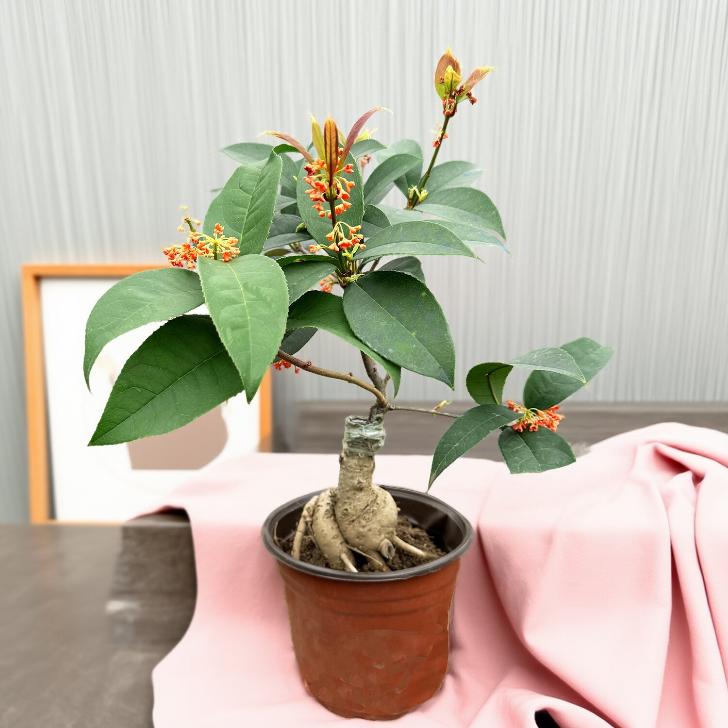 天香台阁桂花佛顶珠红花月桂四季丹桂室内盆栽花卉盆景树苗嫁接草