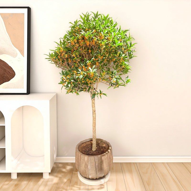 高杆桂花树嫁接老桩四季丹桂天香台阁庭院客厅绿植高桩杆植物高大,鲜花速递/花卉仿真/绿植园艺,绿植,淘宝优惠券,粉丝福利购,淘宝优惠卷