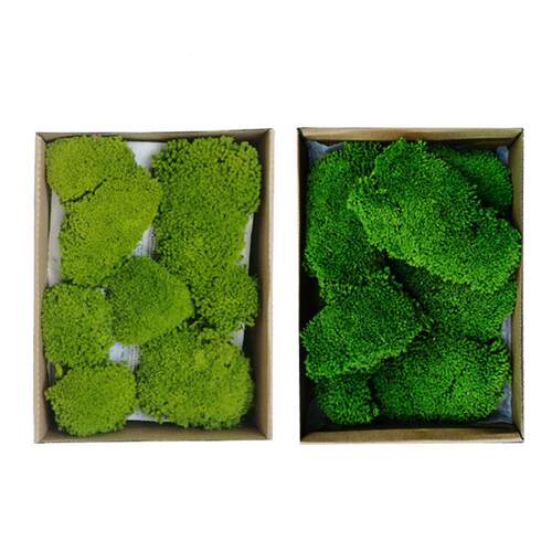 永生苔植物墙发白藓块真苔藓青苔墙干花背墙青景苔鹿蕊藓干苔ly-y
