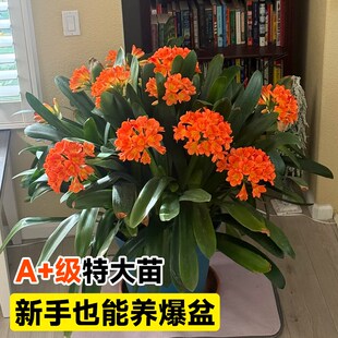 君子兰盆栽带花苞名贵兰花苗客厅精品国宝级高端花卉绿植物好养活