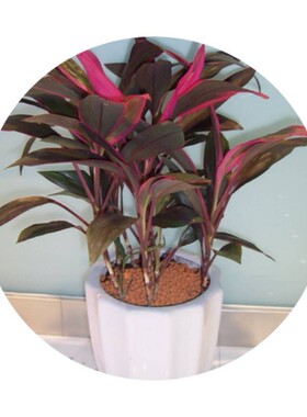 带根紫色鸿运当头富贵竹绿色金边竹绿植盆栽室内花水培红色富贵竹