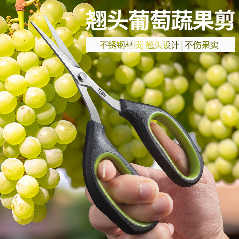 不锈钢翘头葡萄剪刀园艺剪刀疏花蔬果剪刀尖头小剪刀修枝剪葡萄图片