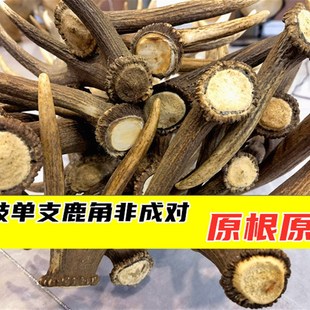 单支马鹿角鹿角胶熬胶原料台面摆件可入药打粉工艺品抄网DIY手工