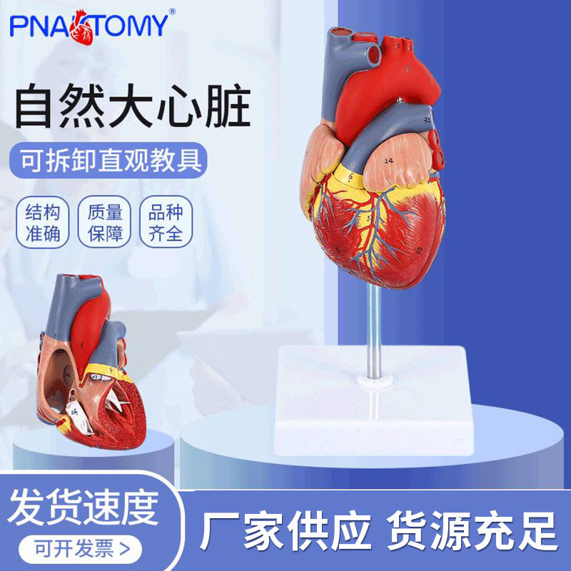 1比1人体自然大心脏解剖模型B超彩超心内科器官教学数字标识