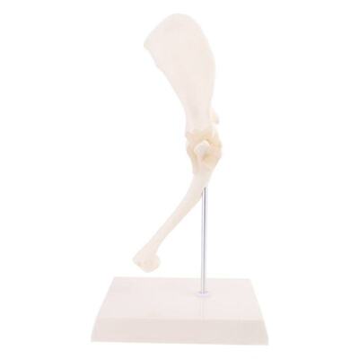 极速Dog Canine Shoulder Joint Model Veterinary Teaching Rese