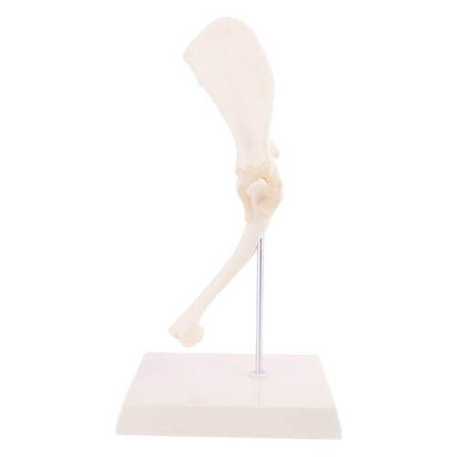 极速Dog Canine Shoulder Joint Model Veterinary Teaching Rese
