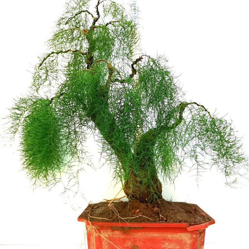 极速柽柳盆景怪柳观音柳三春柳红柳景观盆栽微型名贵绿植园艺庭院