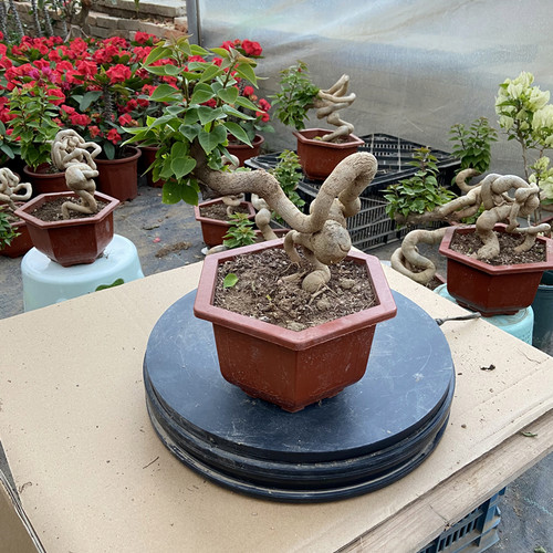 极速一物一拍直播选苗三角梅造型苗各类花卉绿植盆景