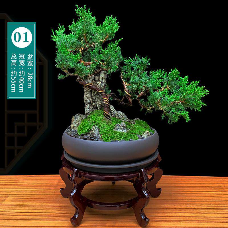 一物一拍台湾真柏盆景室内绿植山石造型盆栽植物悬崖迎客松柏真树