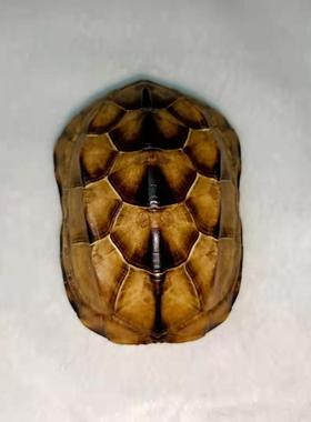 文玩干净真乌龟壳把玩盘玩手把件天然完整真龟甲家居摆件挂件包邮