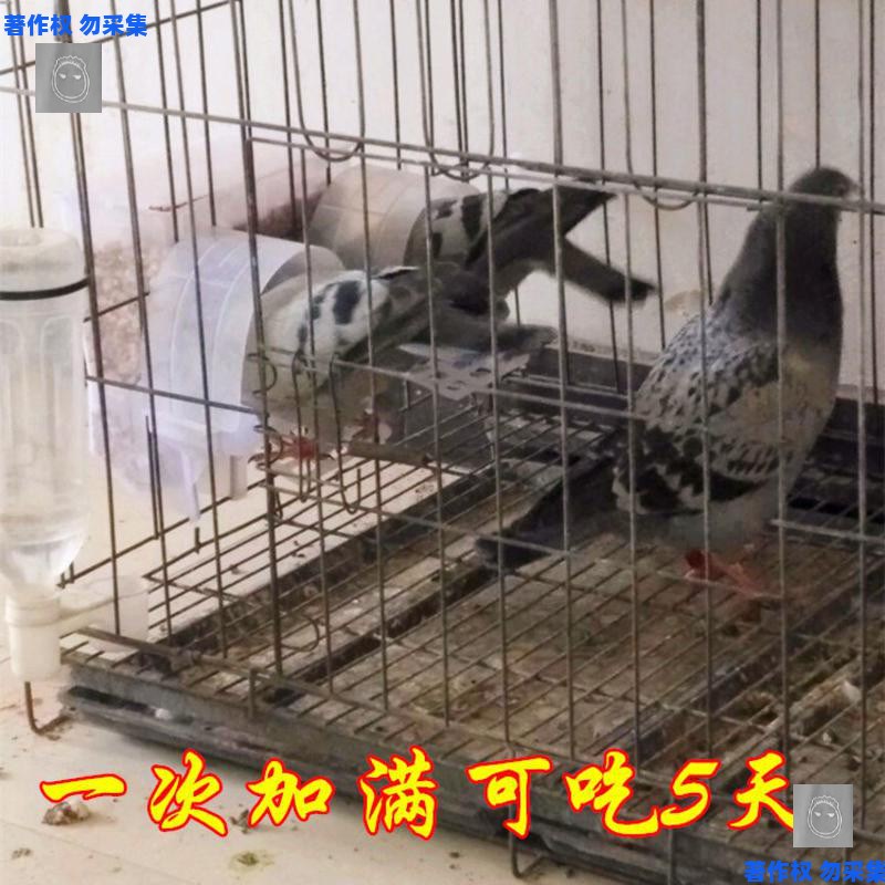 鸽子用具用品大全家用养殖信鸽农村肉鸡下料食槽仓自动喂食盒实用