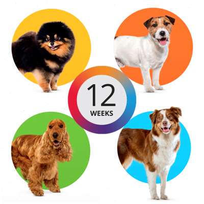 极速Keep Flea and Tick Away 12 Week For Dog Pet