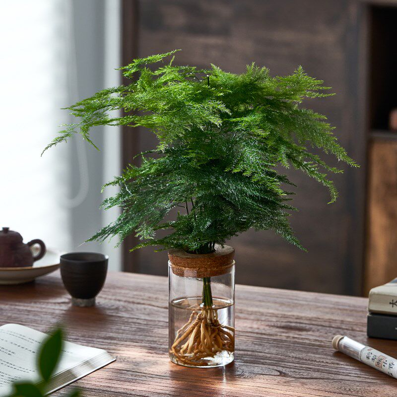 水培植物文竹盆栽室内好养客厅茶桌新中H式植物摆件办公室桌面绿