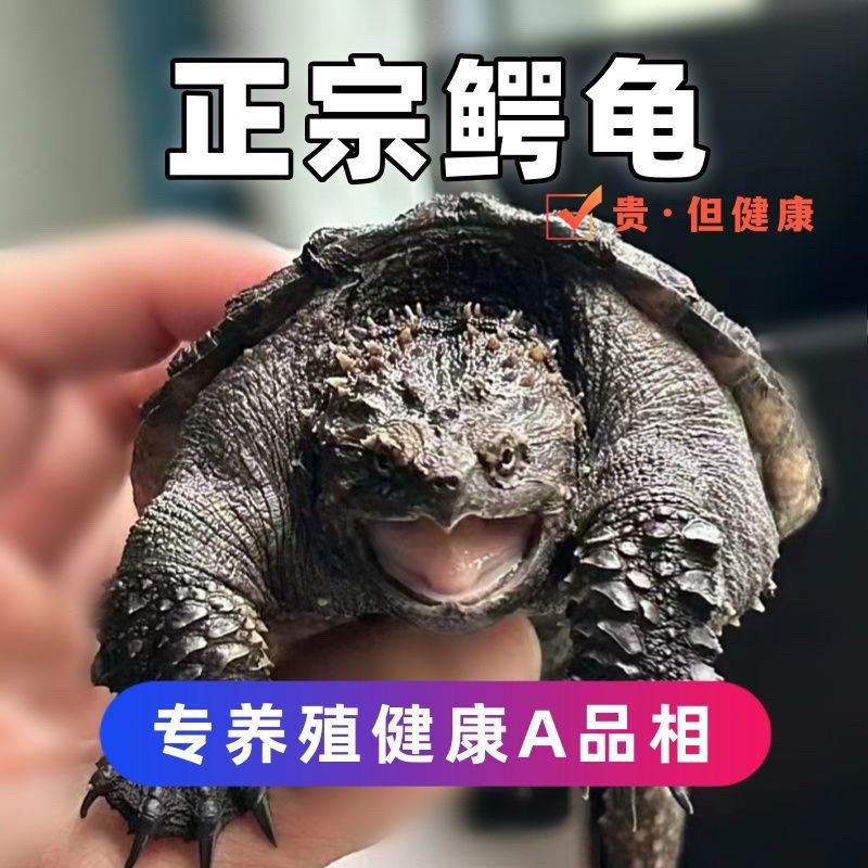 速发【纯正鳄龟】原种鳄龟北美杂佛霸气爆刺幼苗佛鳄龟活物观赏小