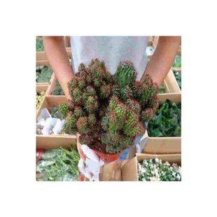 御卉阁 仙人山虎头罗汉山影拳 仙人掌类沙生多肉植物 虎头山影盆