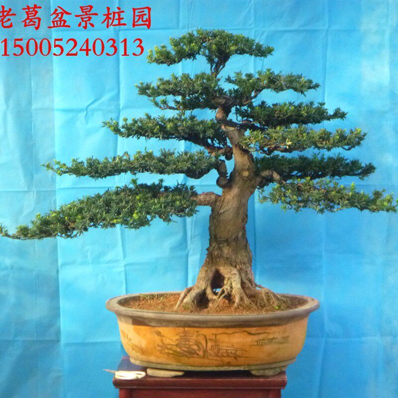 极速大型米叶罗汉松盆景造型树桩实物 阳台客厅摆放 小叶罗汉松