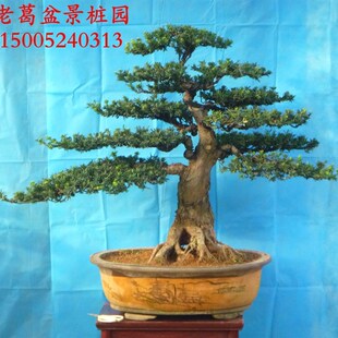 极速大型米叶罗汉松盆景造型树桩实物 小叶罗汉松 阳台客厅摆放