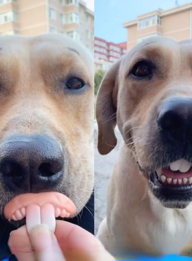 False Teeth For Dog Funny Dentures Pet Decorating Supplies