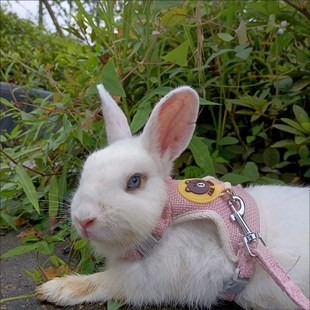Newest Cute Rabbit Harness and Leash Set Bunny Pet Accessori