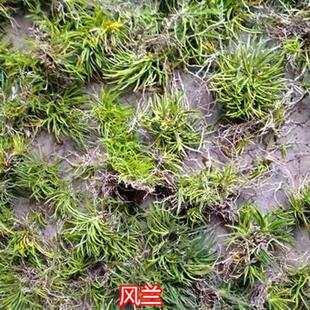 极速风兰  富贵兰短距风兰附生兰花矮种兰花洋兰盆景雨林缸