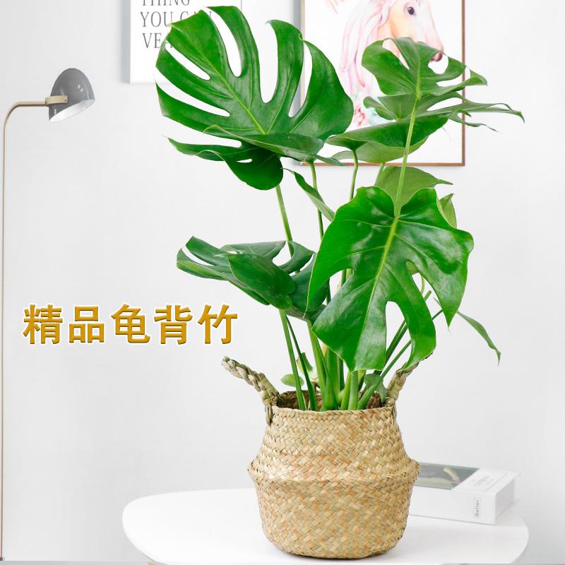 龟背竹老桩绿植客厅大颗好养大厅花盆纯水培植物水养适合客厅放的