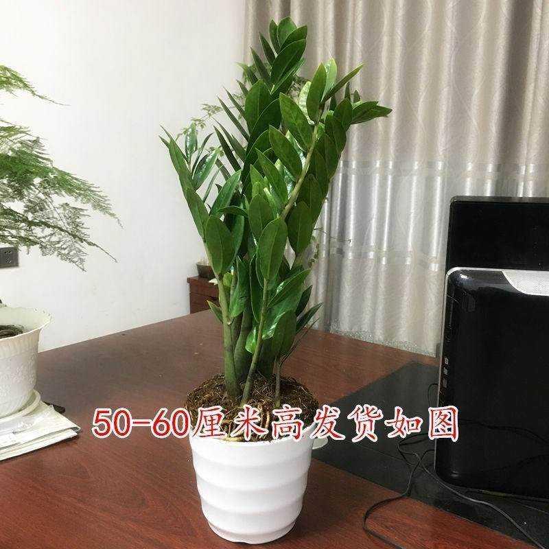 金钱树榕树植物盆栽白掌发财树幸福树盘景办公室室内去除甲醛erro