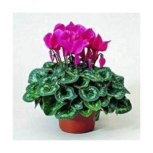 仙客来盆栽带花仙鹤来花仙客来小苗仙鹤来花盆栽阳台室内观花植物