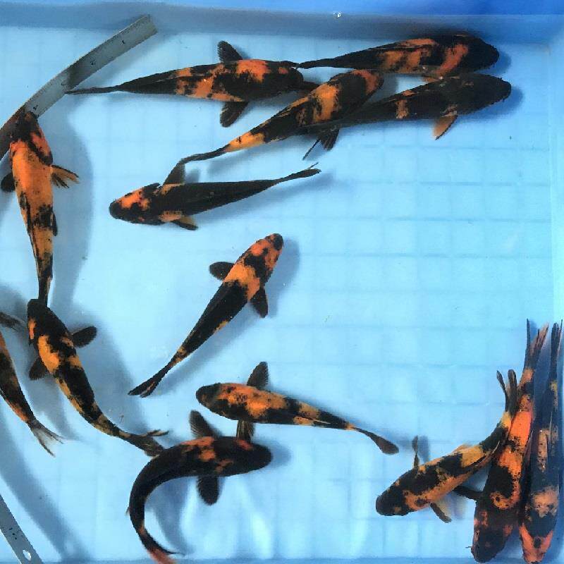 写精品lxq锦鲤白纯种黑红分明重墨大小鱼型冷水淡水绯写锦鲤观赏