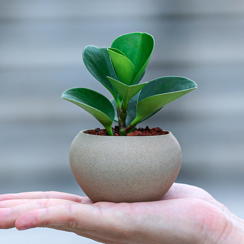 碧玉盆栽室内办公室茶桌面迷你小盆景净化空气绿植摆件豆瓣绿植物