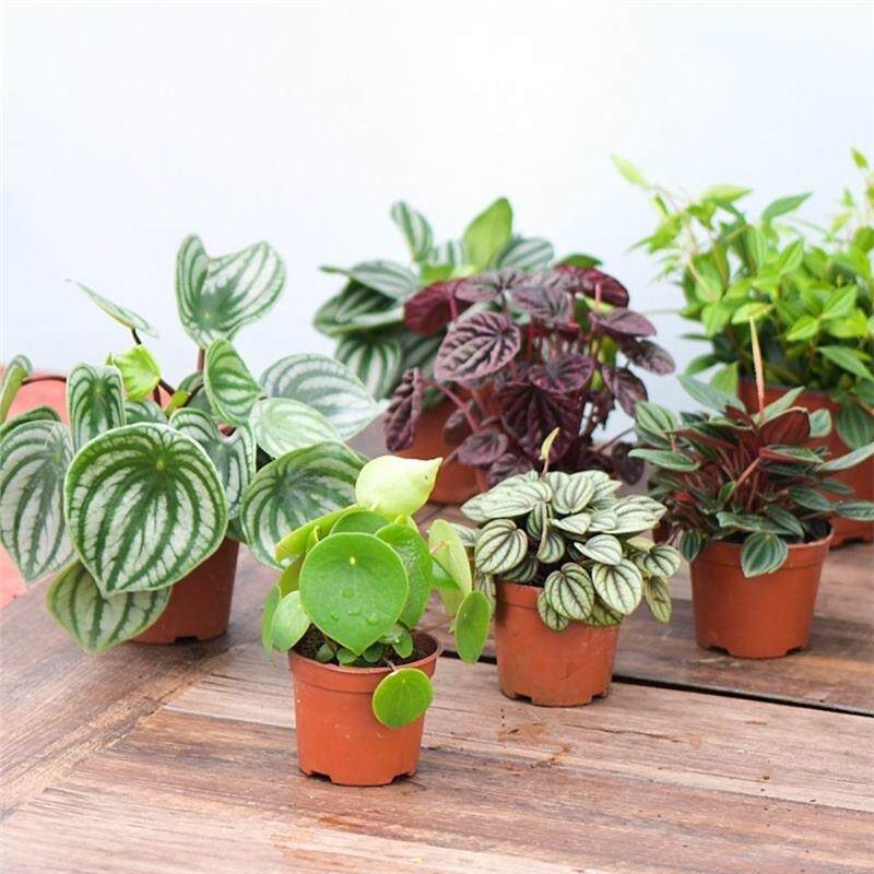西瓜皮椒叶草北欧风绿植桌面小植物室内净化空气吸甲醛多品种椒草