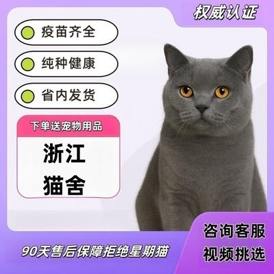 【浙江猫舍】英短蓝猫幼猫银渐层猫咪活物纯种血统猫舍美短大猫活