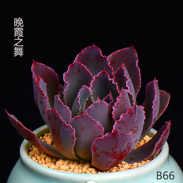 极速【 晚霞之舞】多肉植物 晚霞之舞花卉植物盆栽创意迷你绿植