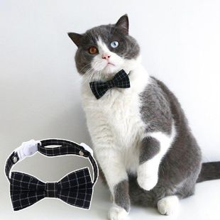 Graduation Pet Cap Long Decorative Wear Lasting Resistant