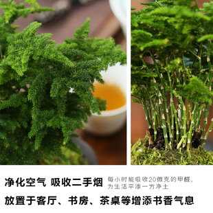 唐山矮生云松文竹盆景假山云松微盆景室内好养绿植桌面禅意小盆景