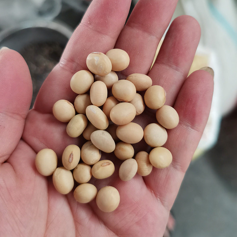 大豆瓣色选脱皮抛光机