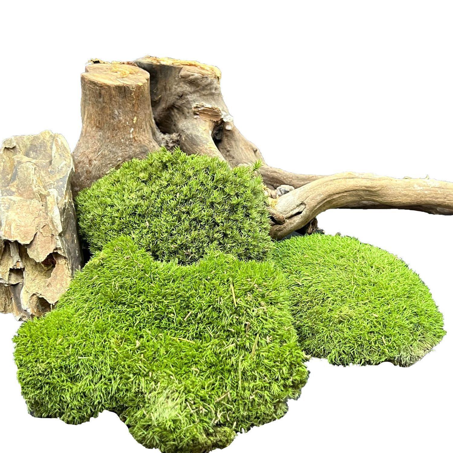 永生苔藓白发藓大灰藓大羽藓小灰造景铺面青苔不掉色