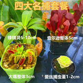 食虫植物新手套餐盆栽捕蝇草猪笼草瓶子草茅膏菜狸藻捕虫堇食人花